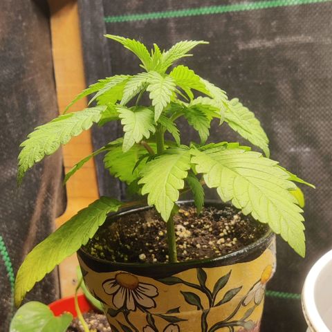 Golden Melons growlog photo: Looking much happier. Considering if I want to top it or just develop as big of a top cola as I can. I'm feeling like I want to do top cola. This is my first grow, there's no pressure on it. It's for fun above yield.