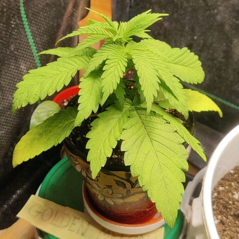 Golden Melons growlog photo: Looking much happier. Considering if I want to top it or just develop as big of a top cola as I can. I'm feeling like I want to do top cola. This is my first grow, there's no pressure on it. It's for fun above yield.