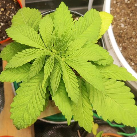 Golden Melons growlog timeline photo