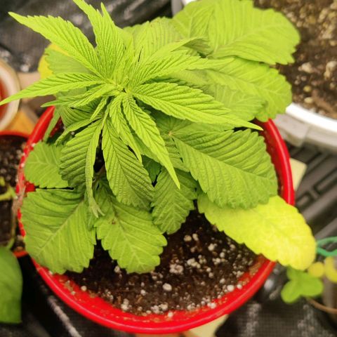 Golden Melons growlog timeline photo