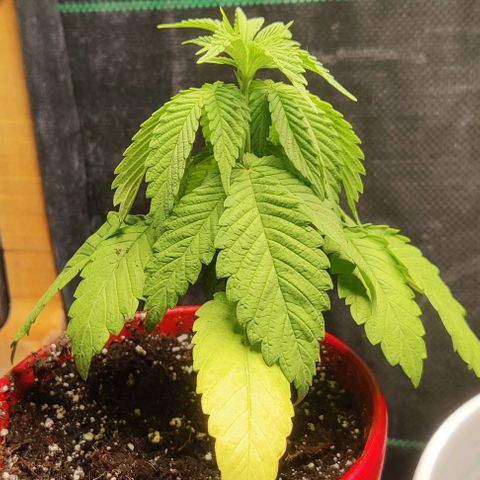 Golden Melons growlog timeline photo