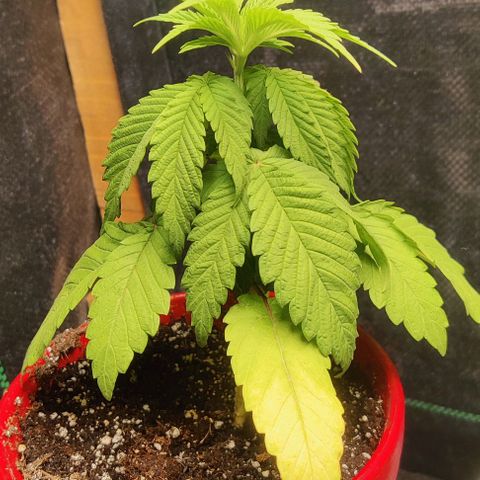 Golden Melons growlog timeline photo