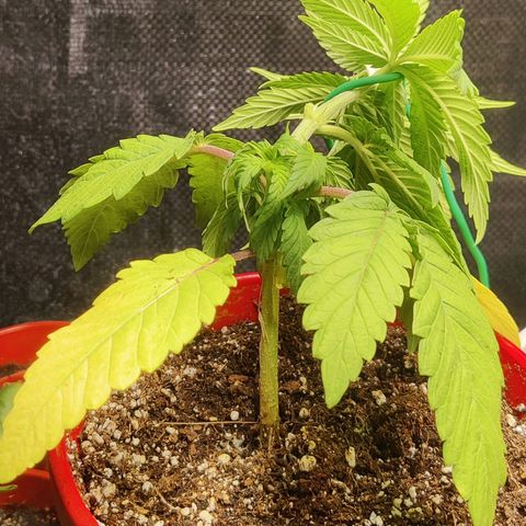 Golden Melons growlog photo: LST