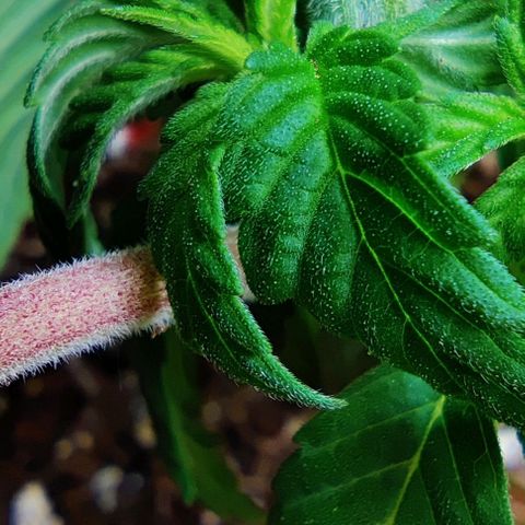 Golden Melons growlog photo: LST