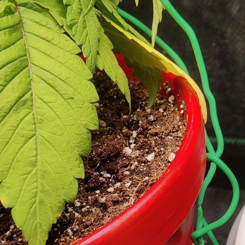 Golden Melons growlog photo: LST