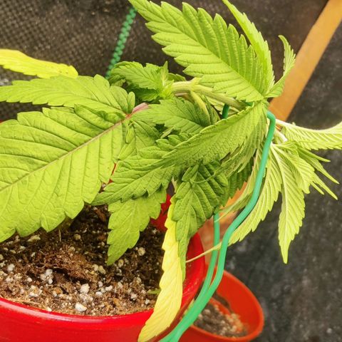 Golden Melons growlog photo: LST