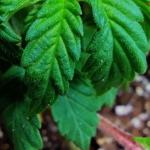 Golden Melons growlog photo: LST