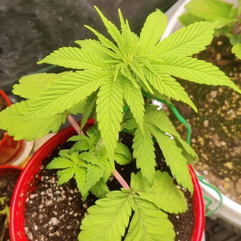Golden Melons growlog photo: Bounced right back and it's looking happier now.