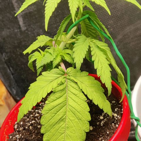 Golden Melons growlog photo: Bounced right back and it's looking happier now.