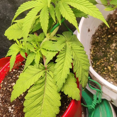 Golden Melons growlog timeline photo