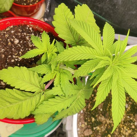 Golden Melons growlog timeline photo