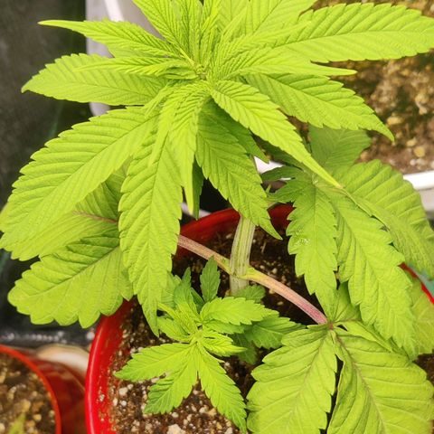 Golden Melons growlog timeline photo