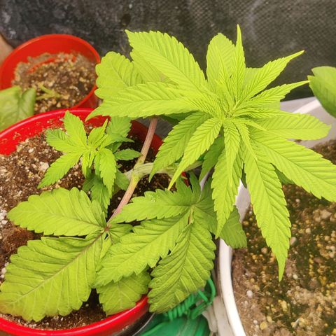 Golden Melons growlog timeline photo