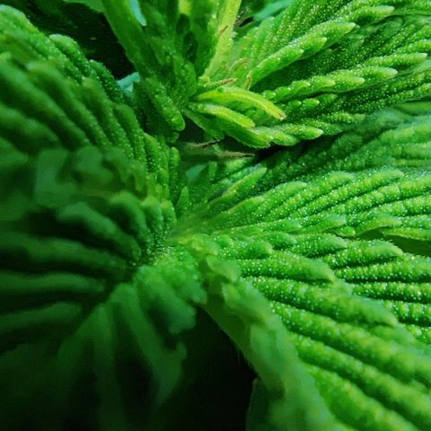 Golden Melons growlog timeline photo