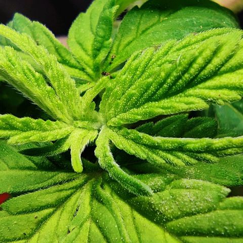 Golden Melons growlog timeline photo