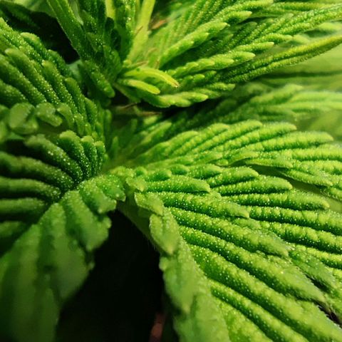 Golden Melons growlog timeline photo