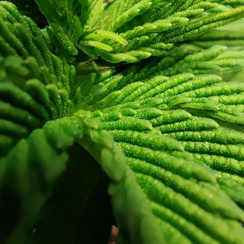 Golden Melons growlog timeline photo