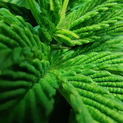 Golden Melons growlog timeline photo