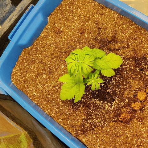 Golden Melons growlog timeline photo