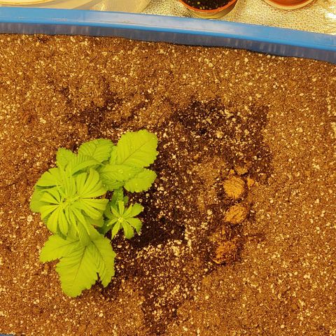 Golden Melons growlog timeline photo