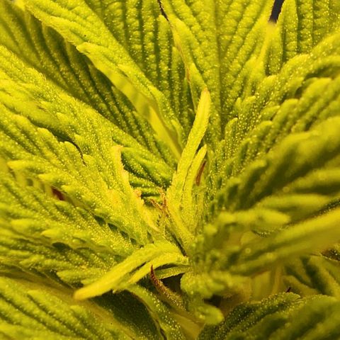 Golden Melons growlog timeline photo