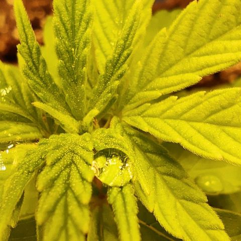 Golden Melons growlog timeline photo