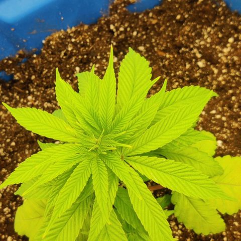 Golden Melons growlog timeline photo