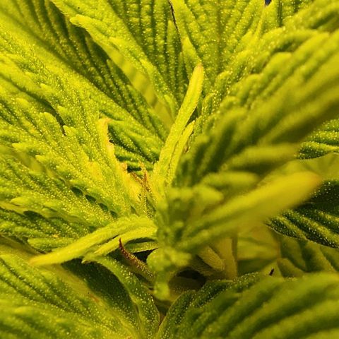 Golden Melons growlog timeline photo