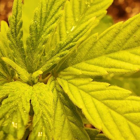 Golden Melons growlog timeline photo