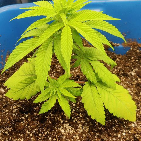 Golden Melons growlog timeline photo