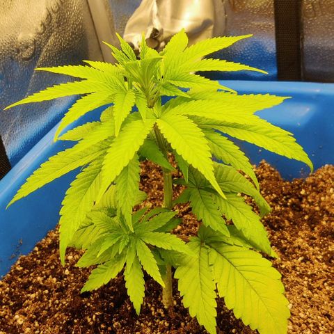 Golden Melons growlog timeline photo