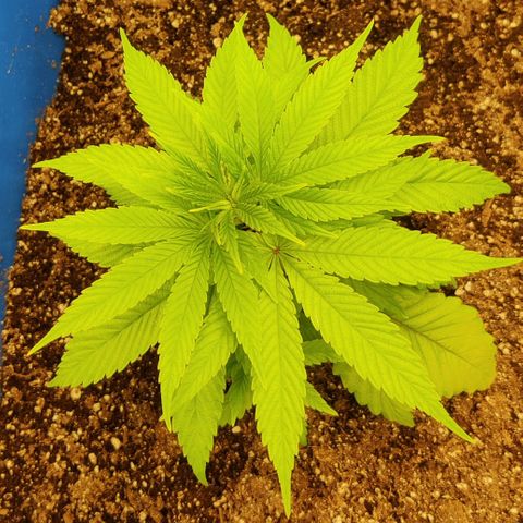 Golden Melons growlog timeline photo