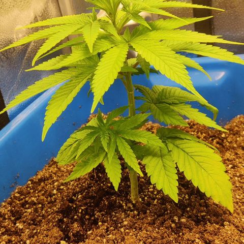 Golden Melons growlog timeline photo