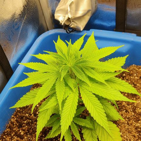 Golden Melons growlog timeline photo