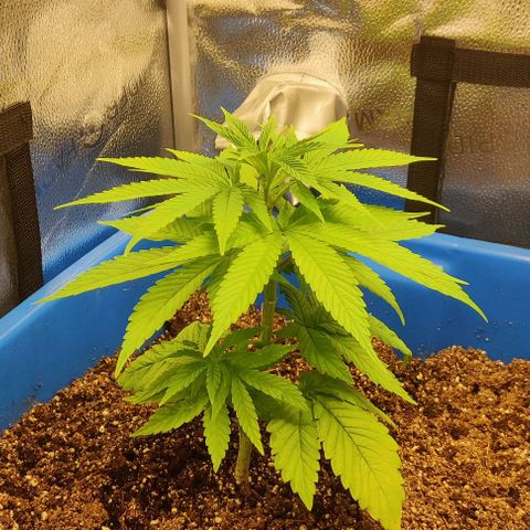 Golden Melons growlog timeline photo