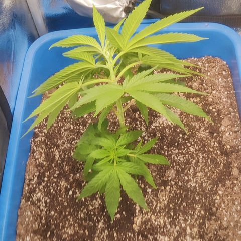 Golden Melons growlog timeline photo