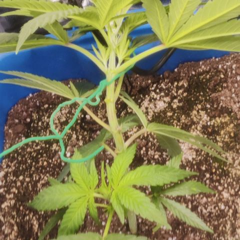 Golden Melons growlog photo: LST. Bottom stem is going to join the top.