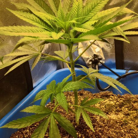 Golden Melons growlog timeline photo