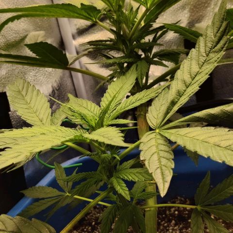 Golden Melons growlog photo: I love this plant. She's small but really strong genetics. Palm Gardens - Golden Melons. I'm already looking forward to growing the rest bigger and better in the future 👍