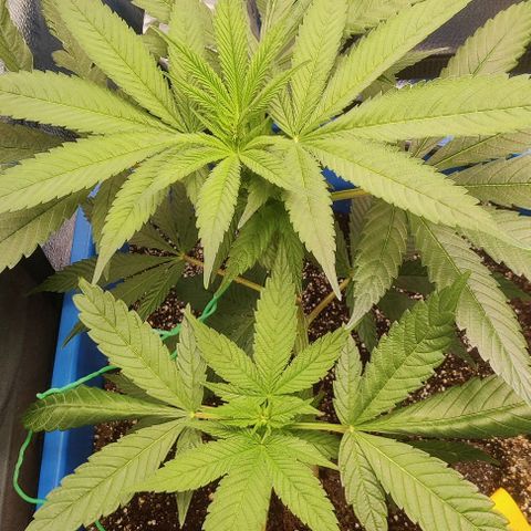 Golden Melons growlog photo: I love this plant. She's small but really strong genetics. Palm Gardens - Golden Melons. I'm already looking forward to growing the rest bigger and better in the future 👍