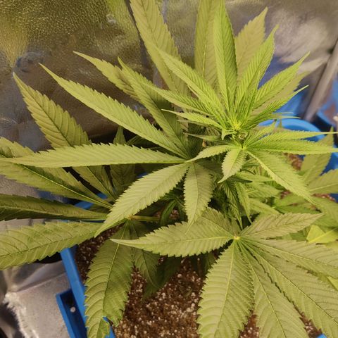 Golden Melons growlog timeline photo