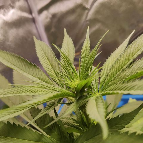 Golden Melons growlog timeline photo