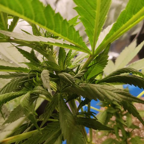 Golden Melons growlog timeline photo