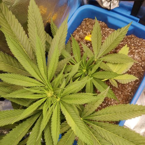 Golden Melons growlog timeline photo