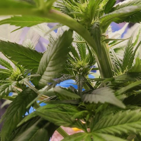 Golden Melons growlog timeline photo