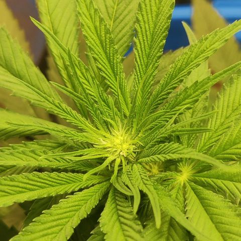 Golden Melons growlog timeline photo