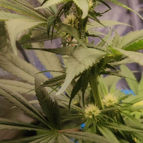 Golden Melons growlog timeline photo