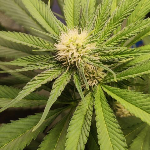 Golden Melons growlog timeline photo