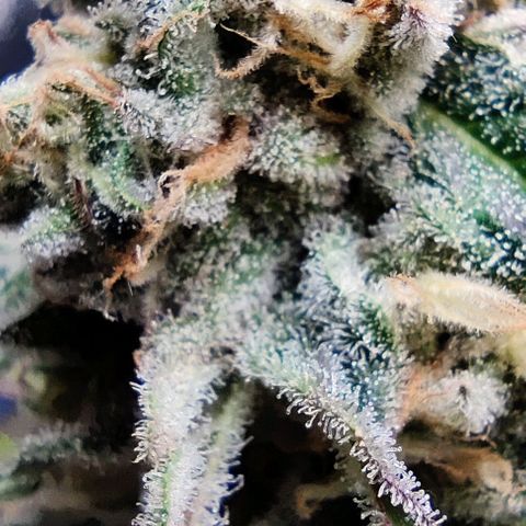 Golden Melons growlog timeline photo