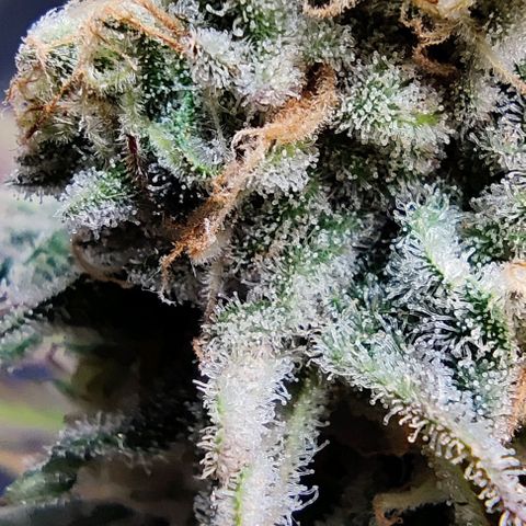 Golden Melons growlog timeline photo